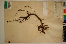 Image result for Rhipidoglossum rutilum