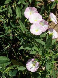 Convolvulus Arvensis Plants Wild Flowers Morning Glory