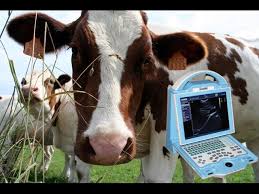 Cow Pregnancy Of 35 Days Seen With Portable Bovine Ultrasound Scanner Kx5600 Youtube