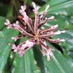 Image result for Palisota ambigua