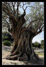 Provence Old Olive Tree Pont Du Gard Olive Tree Tattoos Old Trees Olive Tree