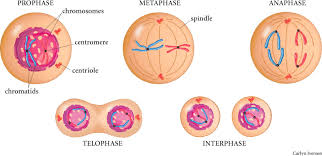 Check spelling or type a new query. 4 Structures Involved In Mitosis In Animal Cells In Biological Science Picture Directory Pulpbits Net Biological Science Picture Directory Pulpbits Net
