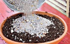 Many of these plants are subject to rot if too much of the stem is down in the soil. Best Soil For Growing Succulents In Pots Container Gardens