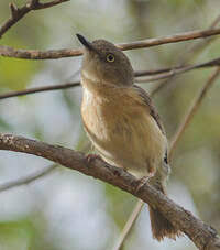 Image result for Newtonia