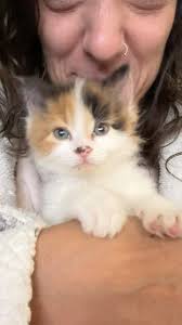 Orange Cat's Best Moments