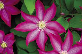 Early flowering clematis among the early flowering clematis you will find the clematis species that show the most flowering between january and june. The Best Big Blooming Clematis Finegardening