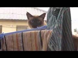 This Is Pretty Darn Funny With The Music Added Epic Cat Jump Fail Sail Version Cat Jump Fail Funny Cat Videos Cat Fails