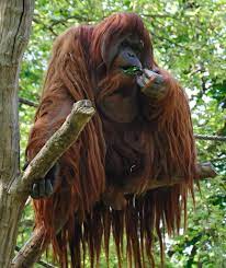 this orangutan looks like a wise old man you would meet on a mountain top endangered animals zoo animals extinct animals