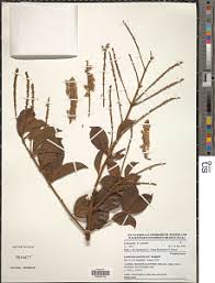 Image result for Combretum psidioides