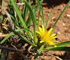 Image result for Geigeria filifolia