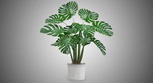 Monstera Plant 3d Model Plants 3d Model Monstera