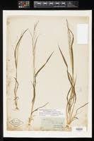 Image result for Leptochloa panicea