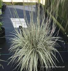 Image result for Stolzia compacta