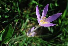 Image result for Colchicaceae