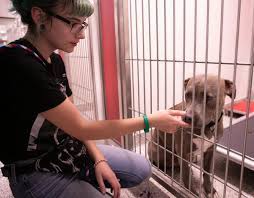 Puppies and kittens who are less than 6 months old have a $50 adoption fee; Pima Animal Care Center Offers Free Drive Through Microchip Clinic For Pets Local News Tucson Com