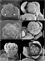 Image result for Hypertelis