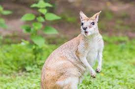 Estos animales son capaces de. Ualabi Un Marsupial Australasian Al Cual Es Similar Pero Mas Pequeno Que Un Canguro Imagen De Archivo Imagen De Verde Herbivore 155293037