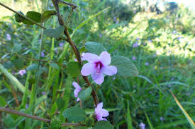 Image result for Urena lobata