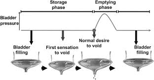Pathophysiology Of Overactive Bladder The American Journal Of Medicine
