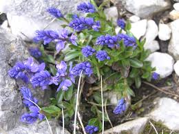 Image result for Polygala arenaria