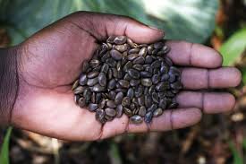 Image result for Faidherbia