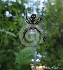 Black And Yellow Striped Spider Europe A Black And Yellow Spider On A Spider Web Spider Stock Images Photo Black