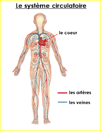 Resultado de imagen de APPAREIL CIRCULATOIRE VEINES  ARTERES