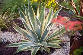 Image result for Agave