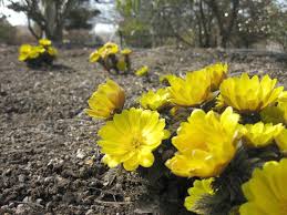 身近で見られる 冬の花 の名前15選 種類や開花時期 特徴を紹介 じゃらんニュース