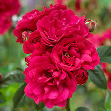 Check spelling or type a new query. Polyantha Rose The Fairy Red Grattan
