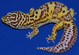 Leopard Gecko Guia Trexpets