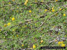 Dark blue berries follow the small yellow flowers, and are relished by birds. Florida Native Trees Shrubs Page 7 Of 11