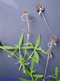 Image result for Spermacoce kirkii