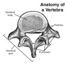 The thoracic spine consists of 12 vertebrae: Degenerative Spine Conditions The Spine Hospital At The Neurological Institute Of New York