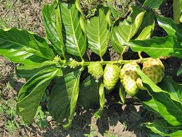 Image result for Morinda