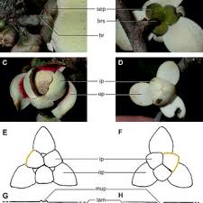 Image result for Ophrypetalum odoratum