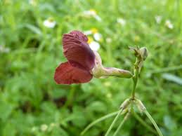 Image result for Macroptilium atropurpureum