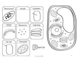 Animal And Plant Cells Organelles Reading Comprehension Cell Organelles Interactive Notebooks Science Cells