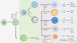 We would like to show you a description here but the site won't allow us. The Pathogenic Role Of Innate Lymphoid Cells In Autoimmune Related And Inflammatory Skin Diseases Cellular Molecular Immunology X Mol