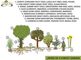 Plants that fruit over a long season carambola, star trees for when the hungry hoards arrive ( ie short season; Trees And Their Uses Permaculture Design Course Handbook Food Forest Food Forest Design Food Forest Garden