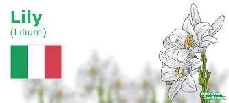 Italy is one of the most romantic countries in the world with more than 30 botanical here is a list of the most popular cities in italy that we cater to European National Flowers Complete List