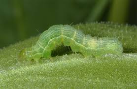 Image result for Autographa gamma