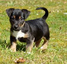 There are no sewing (all details are crochet in). Are Jack Russell S Good Apartment Dogs Avoid This