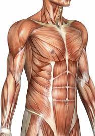 Related posts of muscles of the torso diagram muscle anatomy definition. Anatomy Muskuls 9