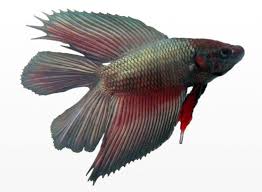 A Male Metallic Double Tail Betta Betta Splen Betta Fish Care Betta Fish Betta