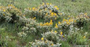 Image result for Eriosema