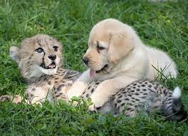 Cheetahs Are So Timid They Re Assigned Their Own Emotional Support Dogs Baby Cheetahs Emotional Support Dog Support Dog