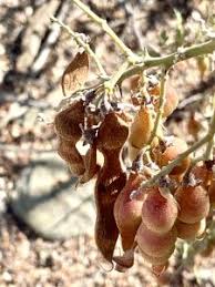 Image result for Orestias foliosa