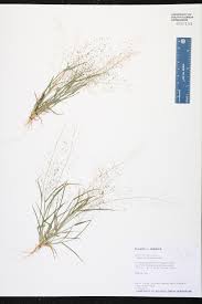 Image result for Sporobolus tenuissimus