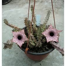 Image result for Huernia kirkii